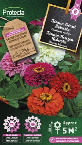 Zinnia Reuzen Robusta