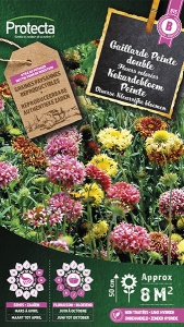 Kokardebloem Peinte