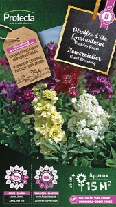 Zomerviolier Grootbloeming