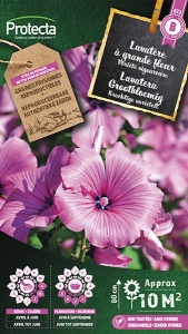 Lavatera Grootbloemig