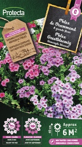 Phlox Grootbloemig