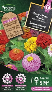 Zinnia Dwerg Gemengd
