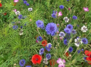 Wilde bloemenmengsel, 1kg