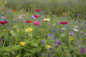Zomerbloemenmengsel 1KG