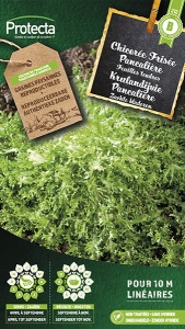 Krulandijvie "Pancalire"