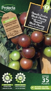 Tomaat Black Cherry