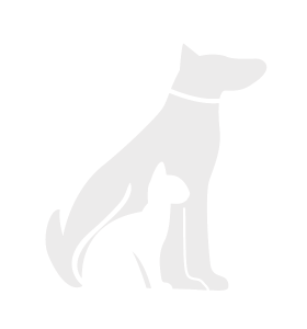 huisdieren